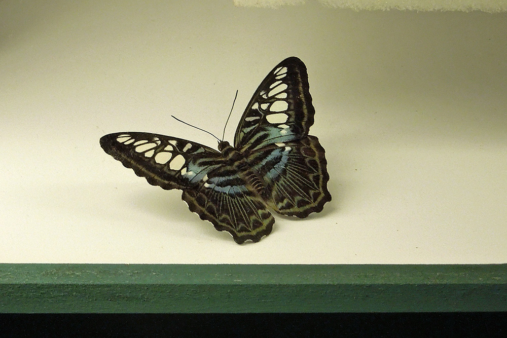 CRB48 A+/A Paradirphia winifreda  Butterflies & Moths Saturniidae Papilio 